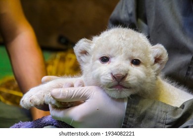 Lion Blanc Bebe Stock Photos Images Photography Shutterstock