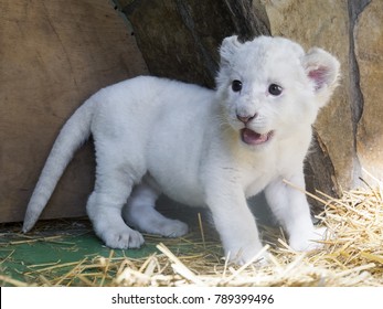 white lion babies