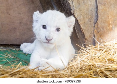 White Lion Cub Images Stock Photos Vectors Shutterstock