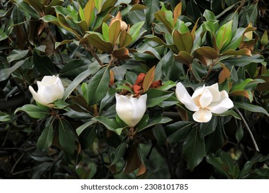  white southern magnolia flower is surrounded by glossy green leaves of a tree, Madrid - Shutterstock ID 2308101785