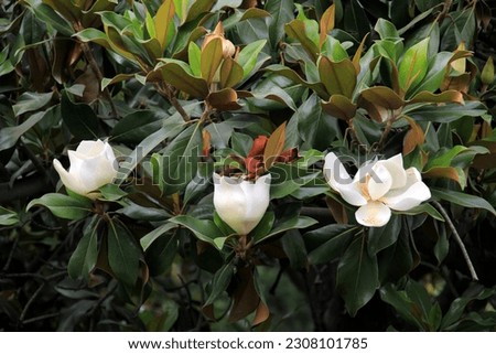  white southern magnolia flower is surrounded by glossy green leaves of a tree, Madrid