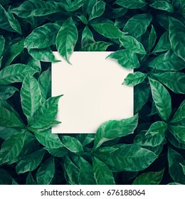 White space with green leaves background design with white paper.Flat lay.Top view of leaf.Nature concepts - Shutterstock ID 676188064