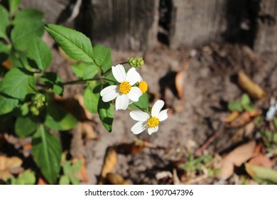 White Spanish Needle Flower- Florida Native Plant