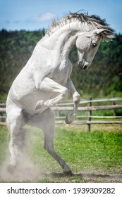 White Spanish Stallion In Paddock