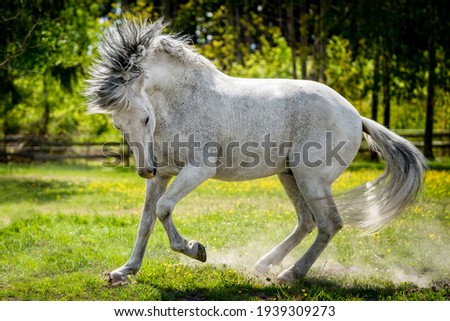 White spanish stallion in paddock
