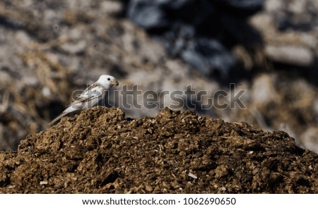 white sparrow in farm land bahrain.