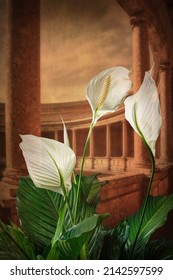 White spathiphyllum flower representing peace on an architectural background.