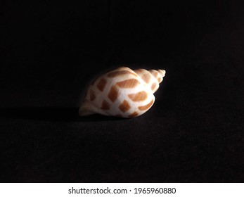 white speckled shell on dark black background