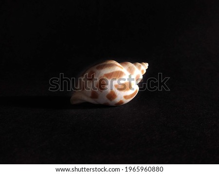 white speckled shell on dark black background