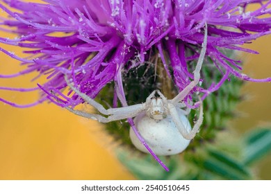 A white spider crab sits on a purple flower  - Powered by Shutterstock