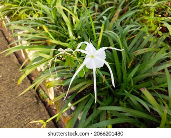 Bunga lily