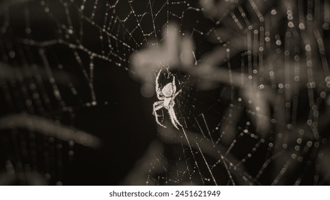 white spider in a spider web in the dark of night. - Powered by Shutterstock