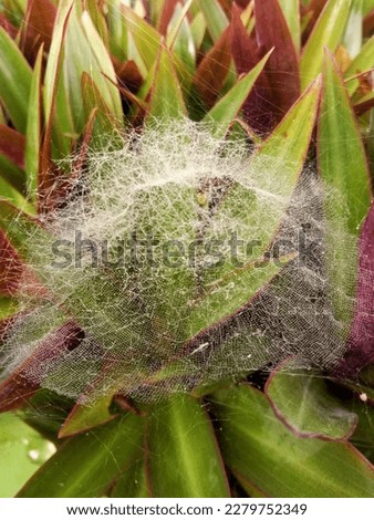 white spider web on the Tradescantia spathacea plant