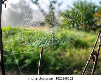 White spider web woven on tree branches. Cobweb on a background of green grass. Insect trap. Natural background. Background image. Green grass. Summer season. Indian summer.