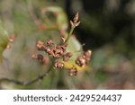 White spindle branch with empty seed pods and buds - Latin name - Euonymus europaeus f. Albus