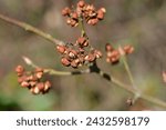 White spindle branch with empty seed pods - Latin name - Euonymus europaeus f. Albus