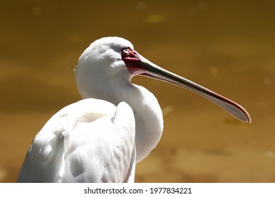 White Spoonbill Bird On Yellow Background 