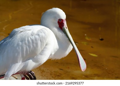 White Spoonbill Copper Color Background