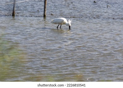 White Spoonbill Hunts For Fish In The Water Of A Lake