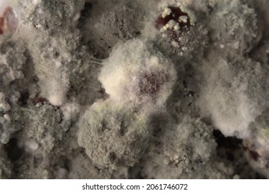 White Spores Of Mold On Rotten Berries