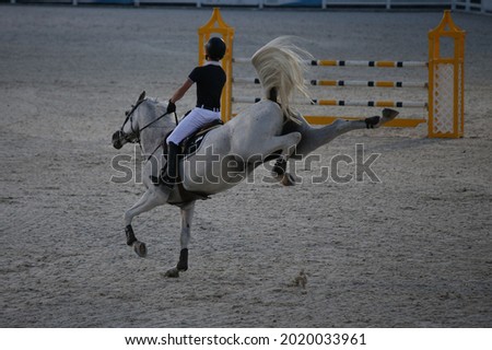 White sport horse kicking out in the arena. Show jumping stallion bucking on a course. Strong grey horse with a rider kicking and bolting