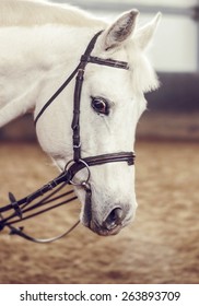 White sports horse during equestrian training. Vertical portrait. Closeup.