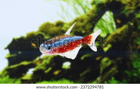 white spot diseases Neon Tetra Fish white patch, NTD itch sick infected aquarium diseases ornamental fish illness tank water problems



