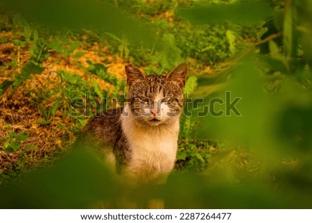 Foto Bild Grauer Kater auf Gartenweg