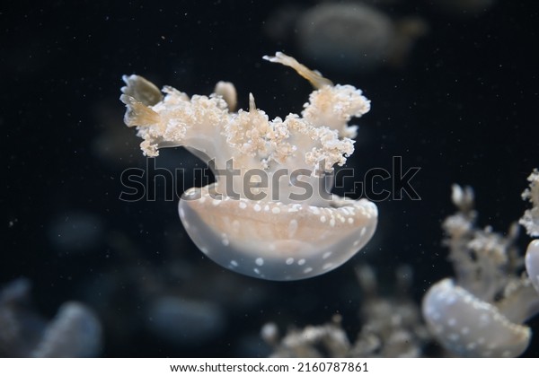 White spotted jellyfish also known as Phyllorhiza\
punctata, floating bell, Australian spotted jellyfish, brown\
jellyfish or the white-spotted jellyfish swimming in aquarium jelly\
fish tank
