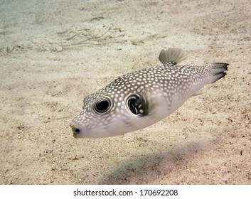 A White Spotted Pufferfish Hunting On Sand