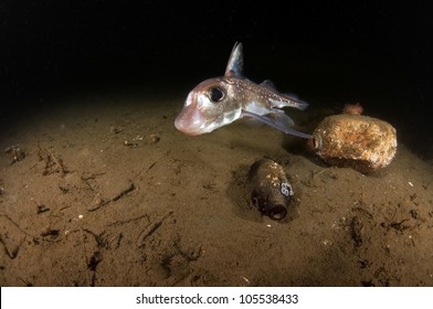 A White Spotted Rat Fish Swimming Over The Ocean Floor