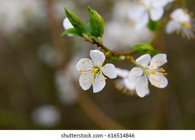 white spring bloom on tree