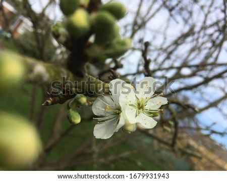 White spring blossom of a Czar plum tree (Prunus domestica ‘Czar’) in the UK