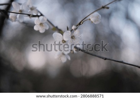 White spring blossoms on a tree branch selective focus moody background