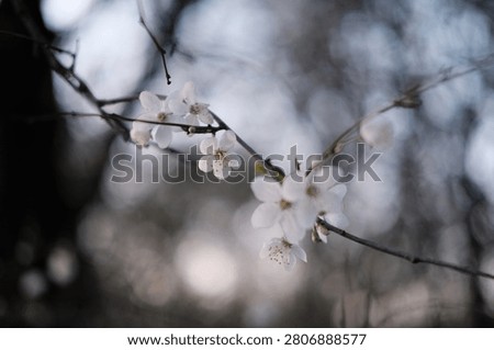 White spring blossoms on a tree branch selective focus moody background