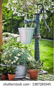 White Spring Daisies Growing In A Metal Tub Below A Hanging Galvanised Pail Hanging From An Old Water Pump On Paving In Lush Green Grass