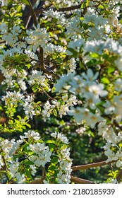 White Spring Flowers In A Calgary Park