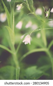 white spring flowers on green background with shallow depth of field - retro vintage film look - Shutterstock ID 280134905
