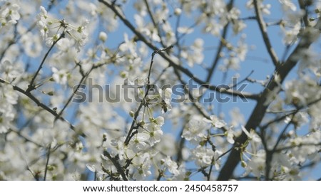 White Spring Flowers On Tree In Garden. Flowering Sweet Cherry Or Prunus Avium.