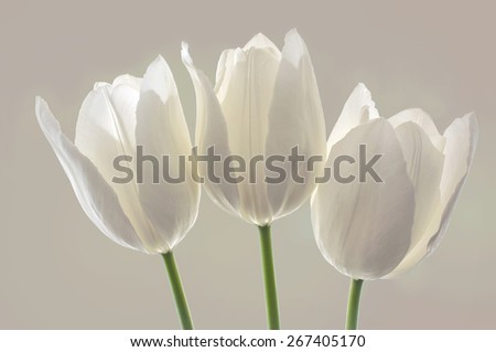 Similar – Image, Stock Photo row arrangement Plant