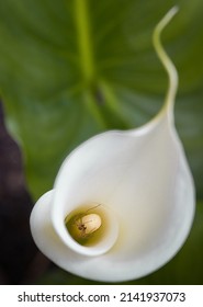 White Spring Garden Callas Lily With Spider Inside With Foilage Background