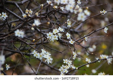 White Spring Nature Background Natural