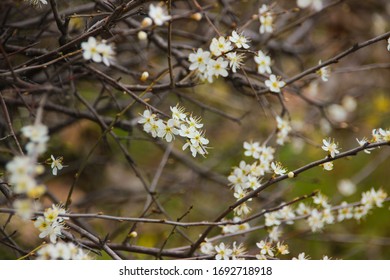 White Spring Nature Background Natural