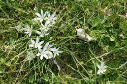 White Spring Ornithogalum Flowers In Green Grass Close-up