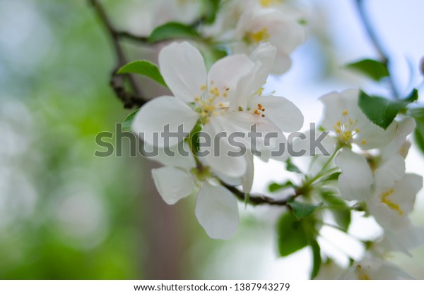 White Spring Snow Crabapple Tree Flowers Nature Stock Image 1387943279