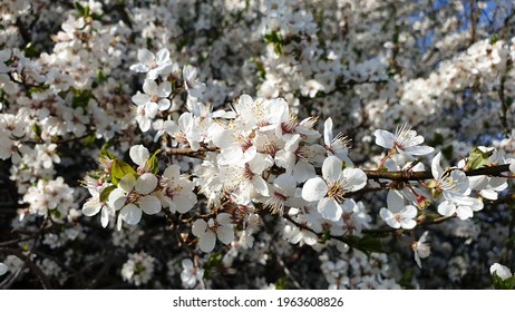 White spring tree blossoms on a sunny April day