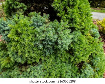 White Spruce, Canadian Spruce or Skunk Spruce (Picea glauca (Moench) Voss) 'Oregon Blue' with conical shape and patchy blue green foliage growing in a garden