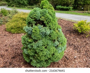 White Spruce, Canadian Spruce or Skunk Spruce (Picea glauca (Moench) Voss) 'Oregon Blue' with conical shape and patchy blue green foliage growing in a garden