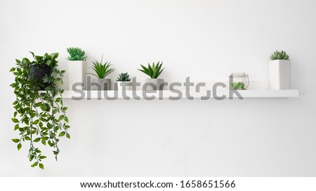 White square frame and a group of indoor plants on a bookshelf. Minimal composition.