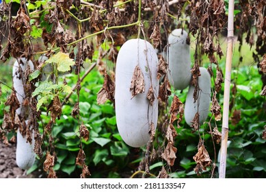 White squash in a farm and blurred background.